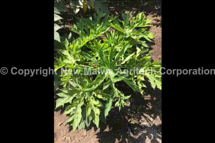 NPOP organic certified plant viricide